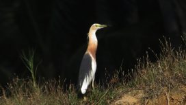 Foto oleh Asief Abdi/Sivitas Kothèka