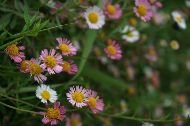 Foto oleh Asief Abdi/Sivitas Kothèka